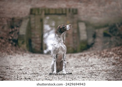 A braque francais hound dog in front of a wall in a forest outdoors