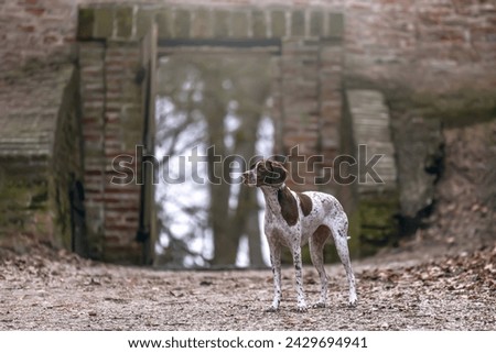A braque francais hound dog in front of a wall in a forest outdoors
