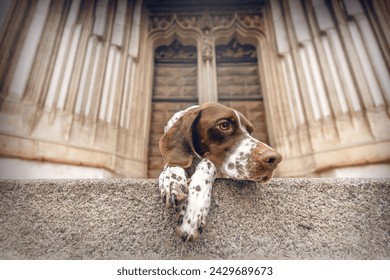 A braque francais hound at the entrance of a church in a city
