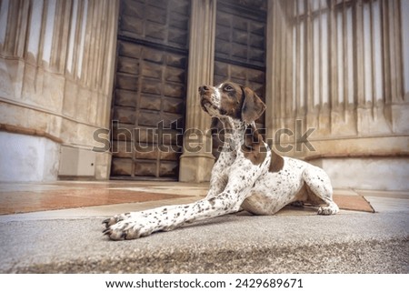 A braque francais hound at the entrance of a church in a city
