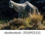 braquiosaurus, life-size reproduction, Brachiosaurus altithorax, Valdecevillo site, Enciso, La Rioja , Spain, Europe