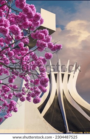 brasilia federal district yellow ipe cathedral