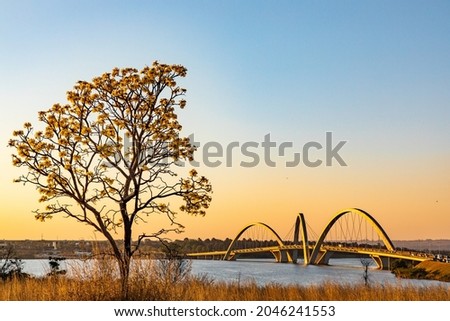 Brasilia Ipe Tree Season 2020