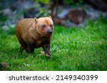 Brasilian bushdog in the nature looking habitat. Eyes to eyes with photographer. Endangered species. Amazing creatures.Speothos venaticus