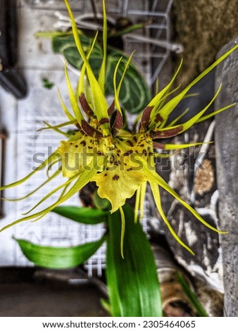 Brassia caudata is a species of orchid