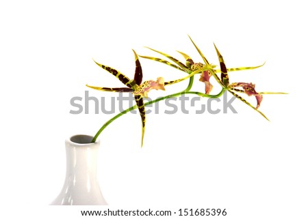 Similar – Image, Stock Photo orchid Elegant Wellness