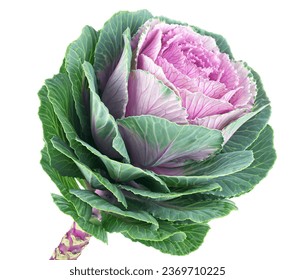 Brassica decorative cabbage isolated on a white background. Purple Brassica flower. Ornamental kale. - Shutterstock ID 2369710225