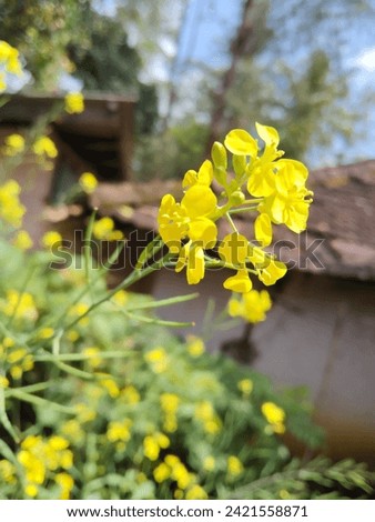 Brassica Flowers, Yellow flowers | flower Yellow Brassica Flower, SriLankan yellow flower | mini flowers | bunch