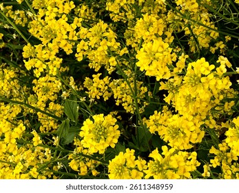 Brassica juncea or green mustard plant with yellow flowers in the field