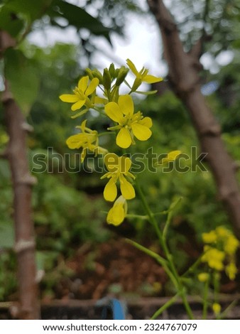 Brassica juncea (L.) Czern. widely cultivated in India and other Asian regions.