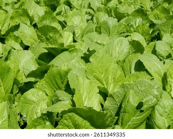 Brassica juncea or young green mustard plant in the field