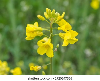 Brassica napus known as oilseed rape or cultivar Canola, close up. Herbaceous, flowering plant, mint family. Rapeseed is a bright yellow flowering member of family brassicaceae. Floral landscape.