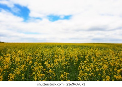 Brassica napus. Plant for green energy and oil industry, springtime golden flowering field. Golden field of flowering rapeseed with blue sky. Canola or colza in latin Brassica Napus.