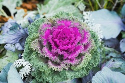 Brassica Oleracea Or Acephala. Flowering Decorative Purple-pink Cabbage Plant Close-up. Natural Vivid Background