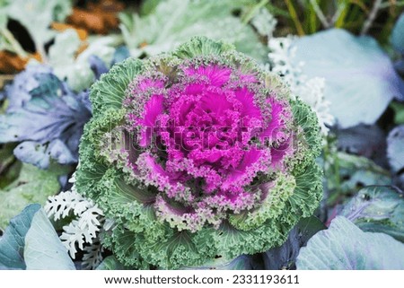 Brassica oleracea or acephala. Flowering decorative purple-pink cabbage plant close-up. Natural vivid background