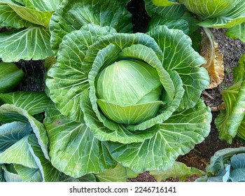 Brassica oleracea, Brassica oleracea L. var. capitata L., Cabbage, Common Cabbage, White Cabbage, Green Cabbage. - Shutterstock ID 2246716141