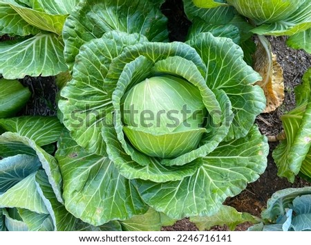 Brassica oleracea, Brassica oleracea L. var. capitata L., Cabbage, Common Cabbage, White Cabbage, Green Cabbage.