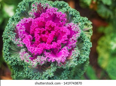Brassica oleracea or wild cabbage in the garden. flower background  - Shutterstock ID 1419743870