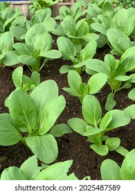 Brassica Rapa Is A Plant Species Growing In Various Widely Cultivated Forms Including The Turnip (a Root Vegetable); Napa Cabbage, Bomdong, Bok Choy, And Rapini; And Other Names