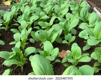 Brassica Rapa Is A Plant Species Growing In Various Widely Cultivated Forms Including The Turnip (a Root Vegetable); Napa Cabbage, Bomdong, Bok Choy, And Rapini; And Other Names