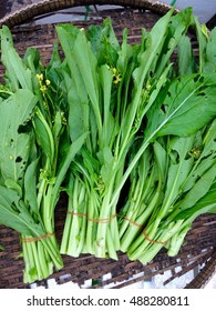 Brassica Rapa Subsp. Chinensis