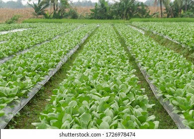 Brassica Rapa Subsp. Chinensis Or Pakcoy (Bok Choy) Plant On A Garden