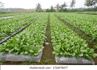 Brassica Rapa Subsp. Chinensis Or Pakcoy (Bok Choy) Plant On A Garden