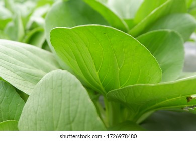 Brassica Rapa Subsp. Chinensis Or Pakcoy (Bok Choy) Plant On A Garden