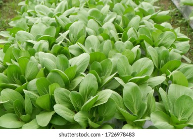 Brassica Rapa Subsp. Chinensis Or Pakcoy (Bok Choy) Plant On A Garden