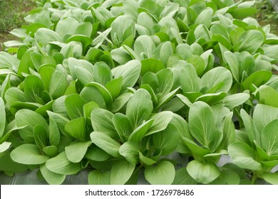 Brassica Rapa Subsp. Chinensis Or Pakcoy (Bok Choy) Plant On A Garden