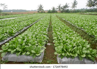 Brassica Rapa Subsp. Chinensis Or Pakcoy (Bok Choy) Plant On A Garden