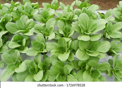 Brassica Rapa Subsp. Chinensis Or Pakcoy (Bok Choy) Plant On A Garden