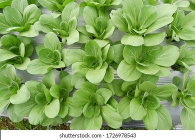 Brassica Rapa Subsp. Chinensis Or Pakcoy (Bok Choy) Plant On A Garden