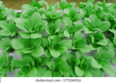 Brassica Rapa Subsp. Chinensis Or Pakcoy (Bok Choy) Grow In The Garden