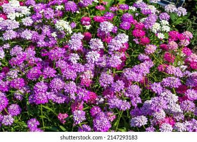 Brassicaceae iberis umbellata dwarf fairy mixed - Shutterstock ID 2147293183