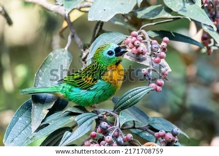Brassy-breasted Tanager is eating berries in Brazil