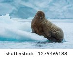  Brasvelbreen. Young Atlantic walrus (Odobenus rosmarus) resting on an ice floe.