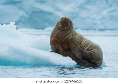  Brasvelbreen. Young Atlantic Walrus (Odobenus Rosmarus) Resting On An Ice Floe.