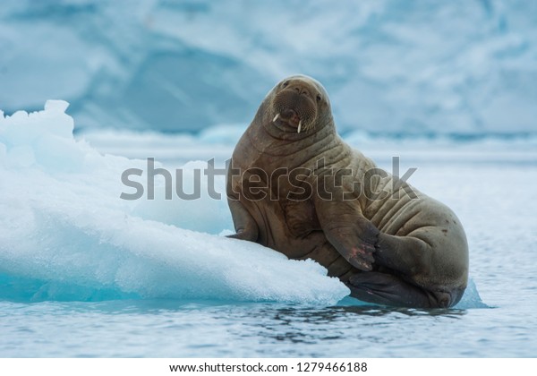  Brasvelbreen. Young Atlantic walrus
(Odobenus rosmarus) resting on an ice
floe.