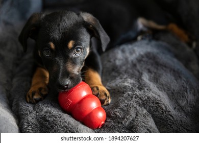 Bratislava, Slovakia - January 2020: The popular Kong ball dog toy. Black puppy chewing Kong toy. Calm puppy playing at sofa.