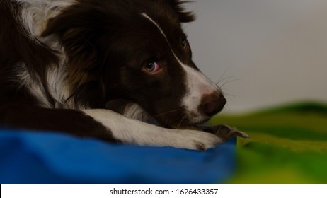 Bordercollie High Res Stock Images Shutterstock