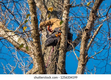 Braunschweig, Germany, November 17, 2018: Professional Tree Climber Rescues A Phantom Drone From The Top Of A Tree And Slowly Lets It Down On A Rope From A Great Height