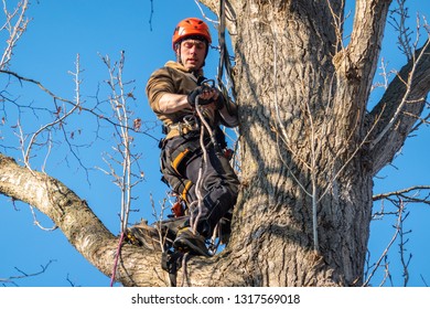 Braunschweig, November 17., 2018: Professional Tree Climber Climbs To The Top Of A Tree