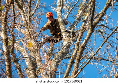 Braunschweig, November 17., 2018: Professional Tree Climber Climbs To The Top Of A Tree