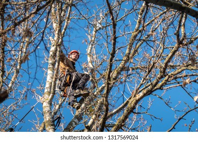 Braunschweig, November 17., 2018: Professional Tree Climber Climbs To The Top Of A Tree