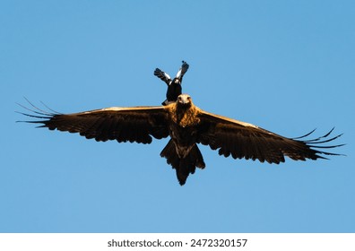 A brave Australian Magpie attempts to peck the head of a huge Wedge-tailed Eagle in the early morning light on the Darling Downs, Queensland, Australia. - Powered by Shutterstock
