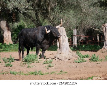 Brave Bull Black Huge Horns Scratching Stock Photo 2142811209 ...