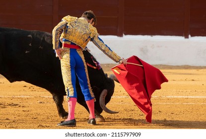 brave bull fought by a Spanish bullfighter 
