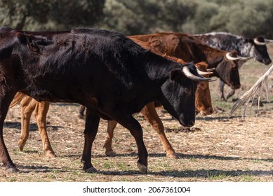 The Brave Bulls Of Race Running In The Field, Eral And Utrero