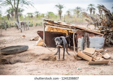 Brave Dog Tied